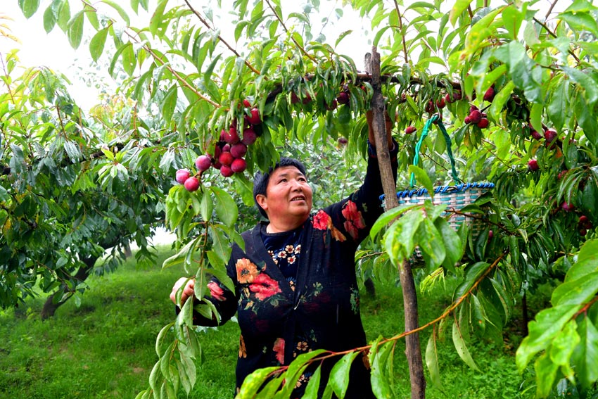Small fruits drive growth of agricultural industry in Wenchuan, SW China