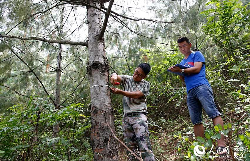 Population of critically endangered pine trees undergoes significant growth in SW China’s Yunnan