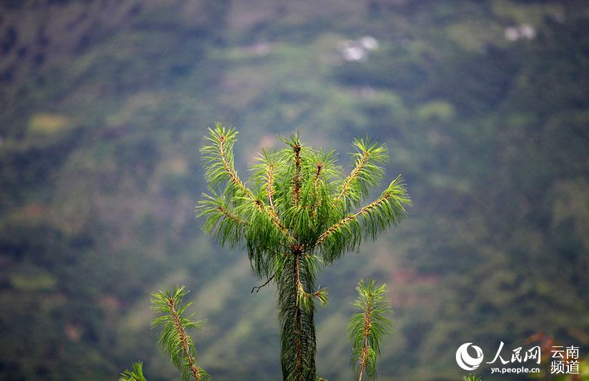 Population of critically endangered pine trees undergoes significant growth in SW China’s Yunnan