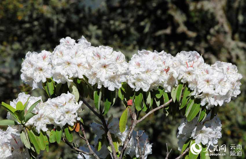 Azalea, one of eight well-known flowers in SW China’s Yunnan