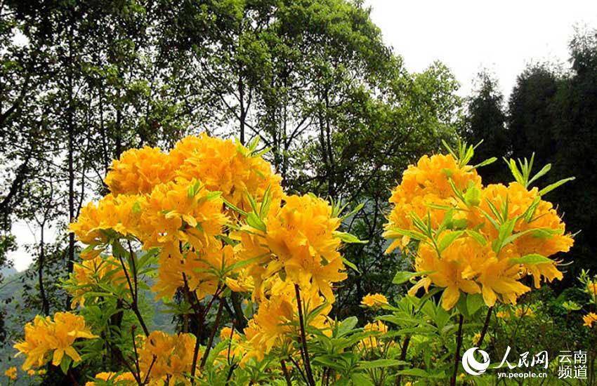 Azalea, one of eight well-known flowers in SW China’s Yunnan