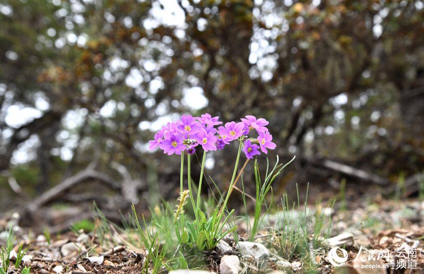 Discovering Yunnan's eight best-known beautiful flowers: fairy primrose