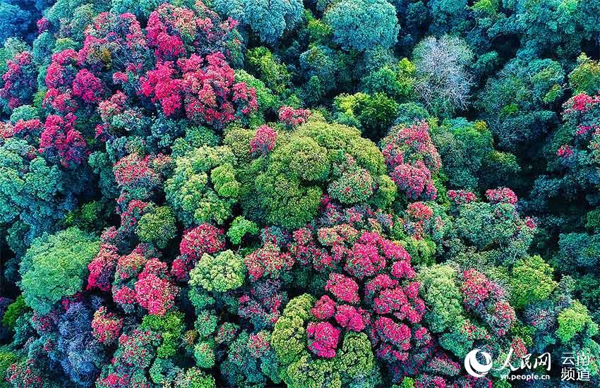Yunnan’s Xiaoheishan Provincial Nature Reserve: ideal habitat for rare wild plants