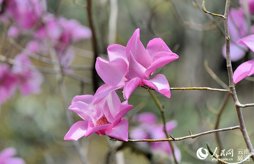 Discovering Yunnan's eight best-known beautiful flowers: Magnolia