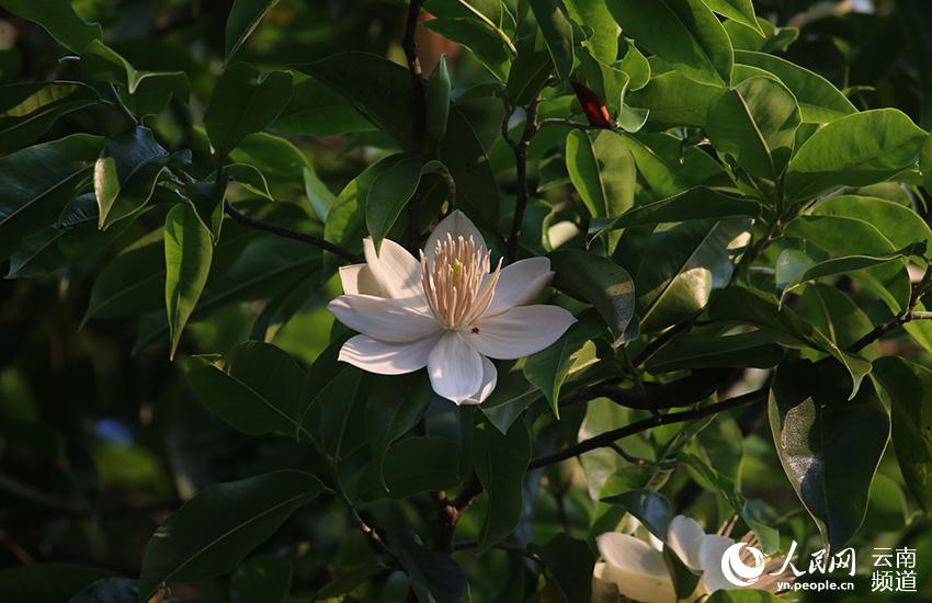 Discovering Yunnan's eight best-known beautiful flowers: Magnolia
