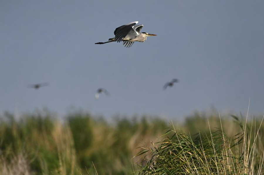 Bosten Lake wetland a paradise for wild waterfowls in China's Xinjiang