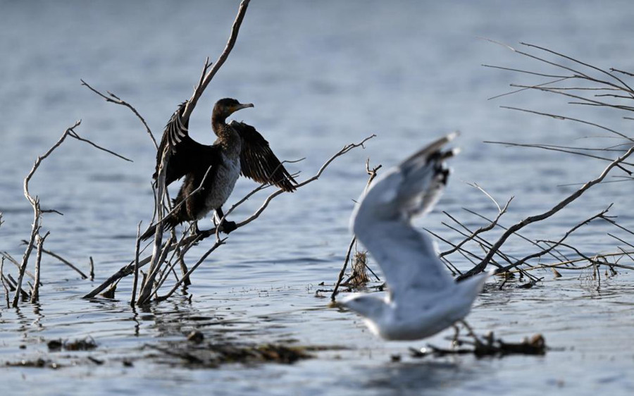 Bosten Lake wetland a paradise for wild waterfowls in China's Xinjiang