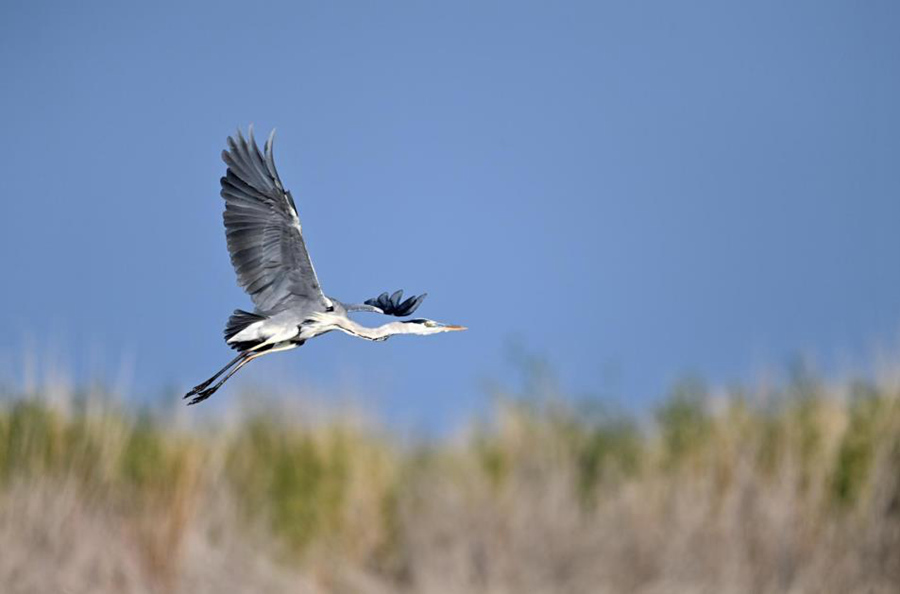 Bosten Lake wetland a paradise for wild waterfowls in China's Xinjiang