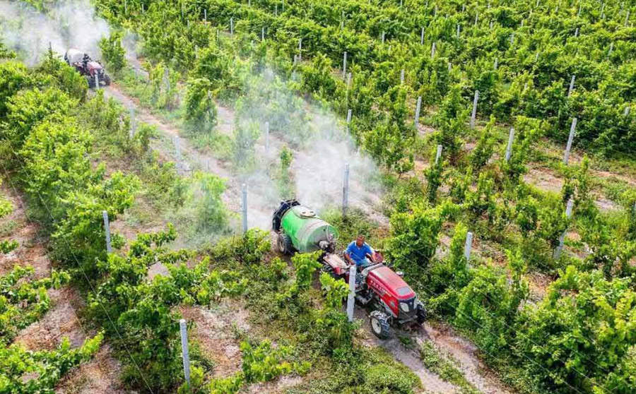 Grape planting promoted to increase growers' incomes in Xinjiang's Huocheng county