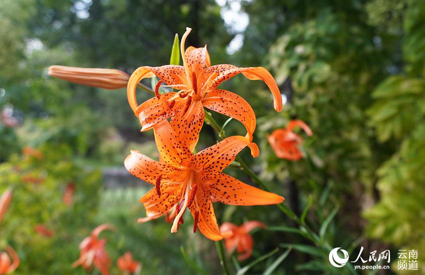 Discovering Yunnan's eight best-known beautiful flowers: lily
