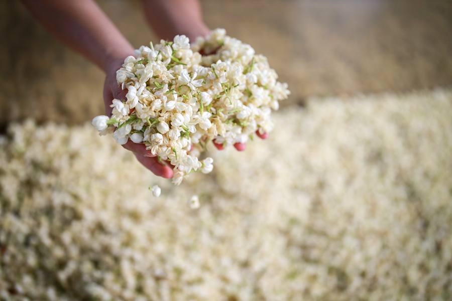 Guangxi’s Hengzhou strives to build a jasmine flower industrial cluster