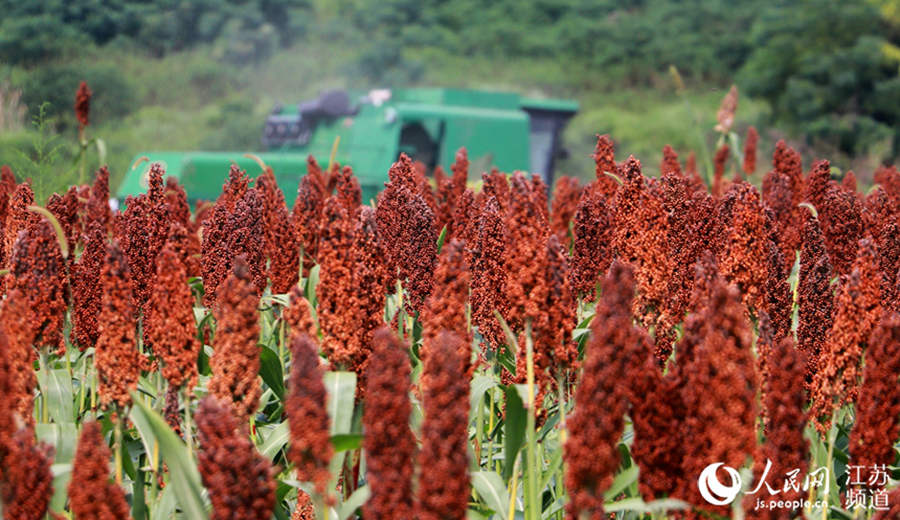 China's Jiangsu reaps a bumper autumn harvest 