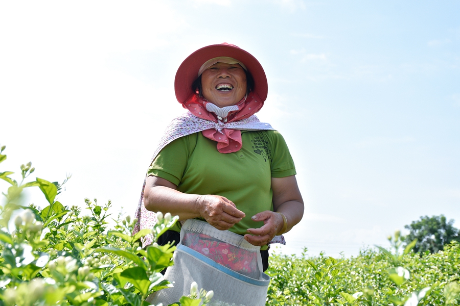 Jasmine tea of Hengzhou in SW China’s Guangxi reaches global markets