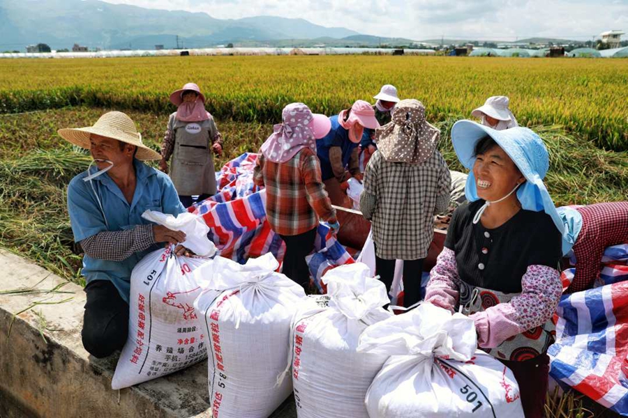 Super hybrid rice variant achieves unit yield of over 1,100 kg in Yunnan