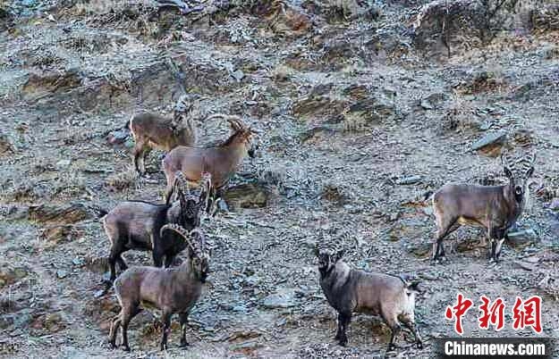 Residents in N China's Inner Mongolia persistently protect rare wild animals