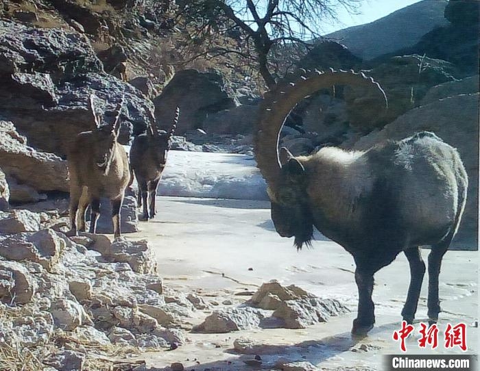 Residents in N China's Inner Mongolia persistently protect rare wild animals