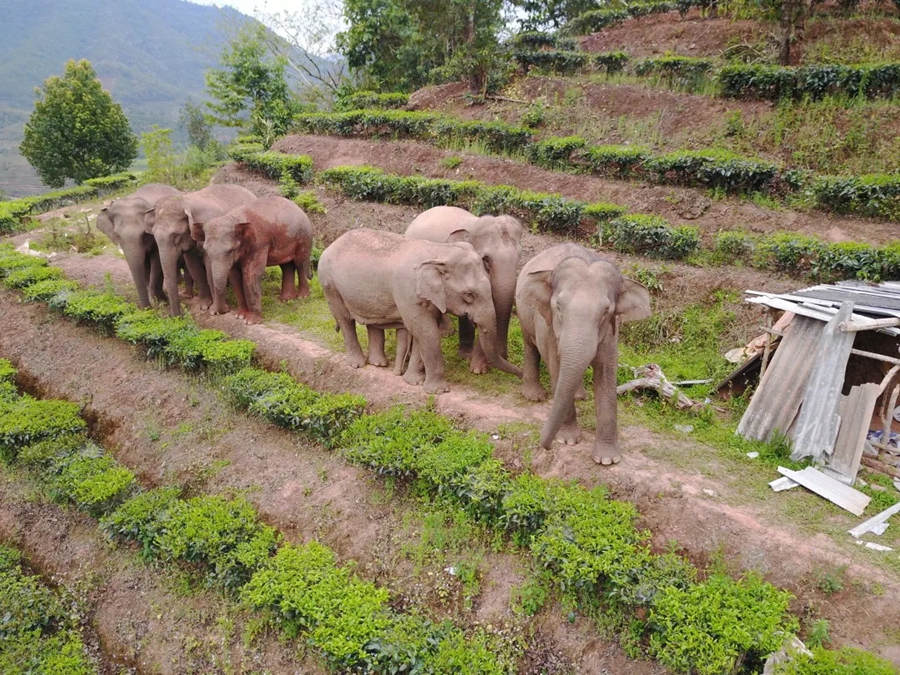 Food base for Asian elephants to open soon in Yunnan