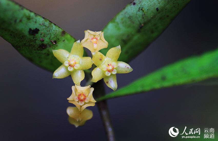 Hoya burmanica spotted in a new distribution area in Yunnan