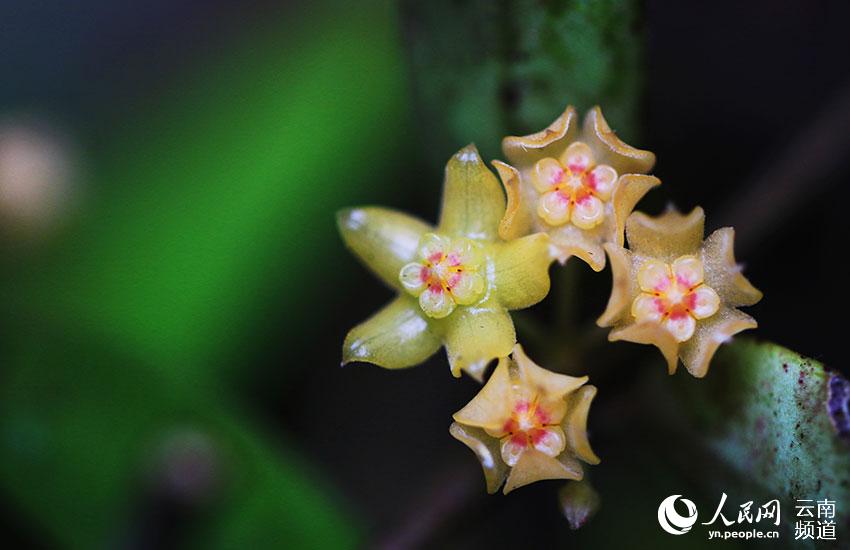 Hoya burmanica spotted in a new distribution area in Yunnan