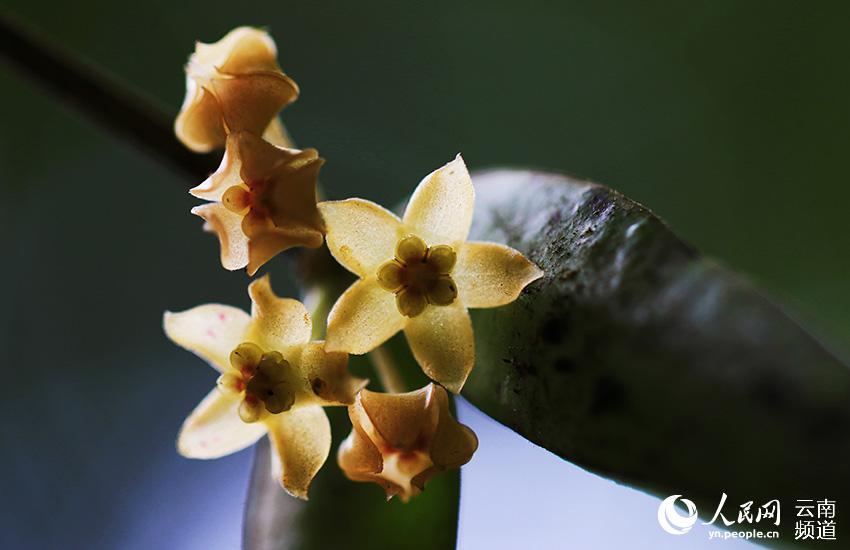 Hoya burmanica spotted in a new distribution area in Yunnan