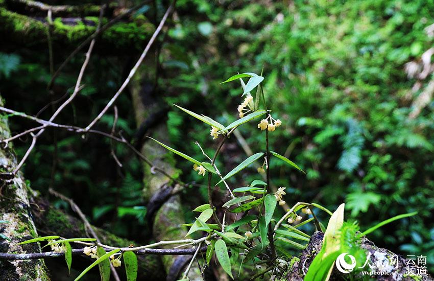 Hoya burmanica spotted in a new distribution area in Yunnan