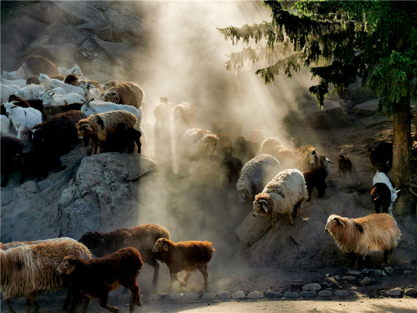 Herdsmen in Xinjiang’s Keketuohai scenic area transfer livestock to autumn pastures