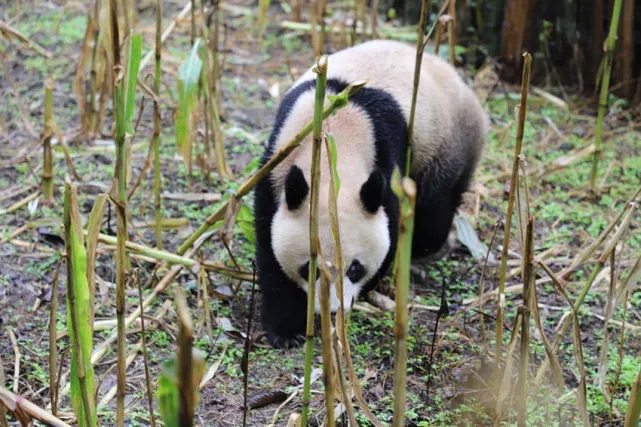 Wild panda roams into village in SW China’s Sichuan