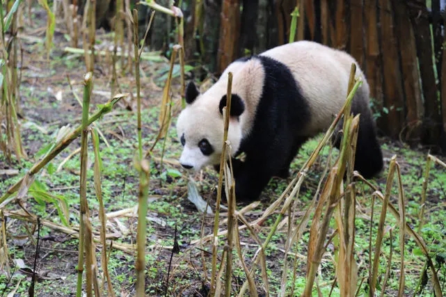 Wild panda roams into village in SW China’s Sichuan