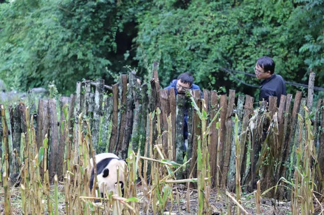 Wild panda roams into village in SW China’s Sichuan