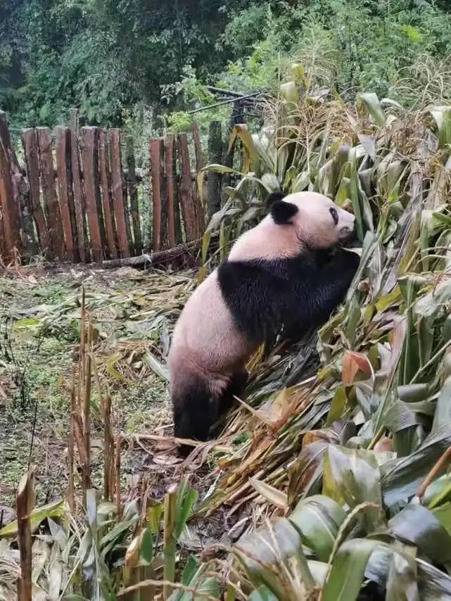 Wild panda roams into village in SW China’s Sichuan