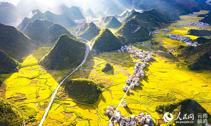 Farmers harvest rice in SW China’s Yunnan