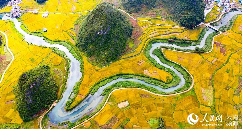 Farmers harvest rice in SW China’s Yunnan