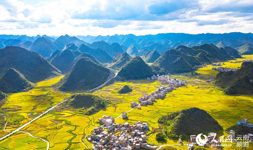 Farmers harvest rice in SW China’s Yunnan