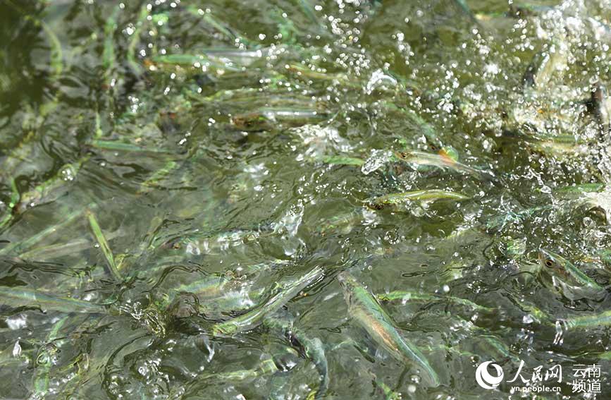 Once-threatened fish species lives another day with the recovery of its population in SW China’s Yunnan