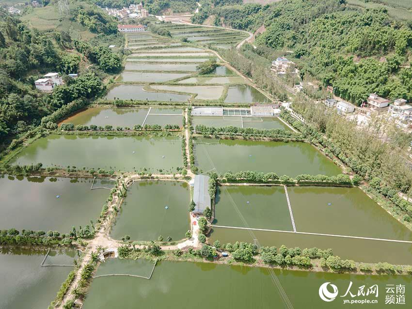 Once-threatened fish species lives another day with the recovery of its population in SW China’s Yunnan