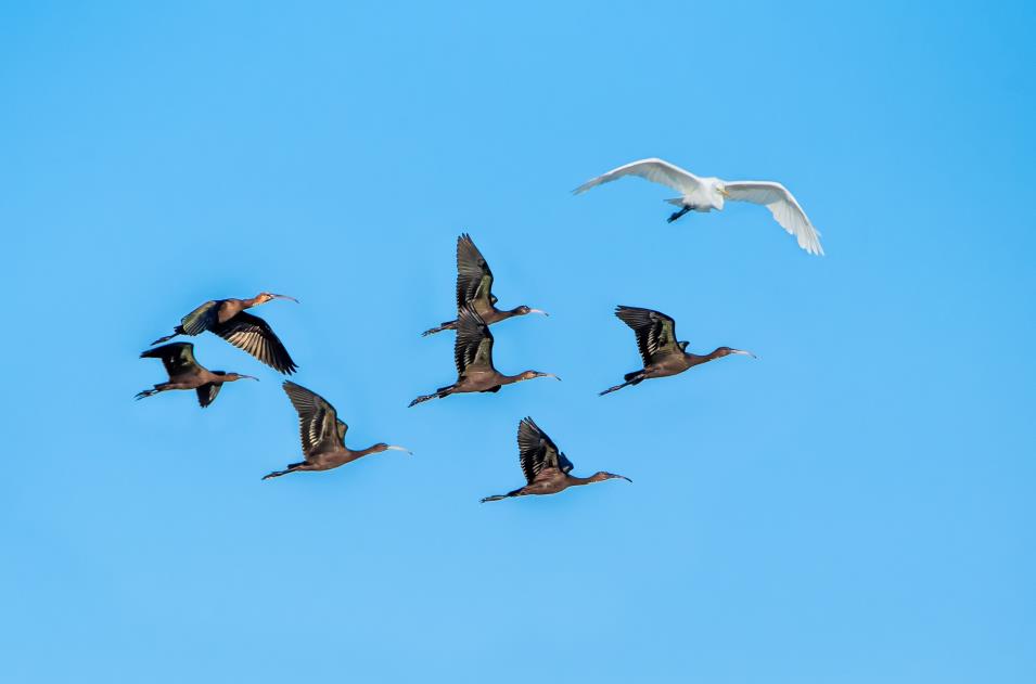 Critically endangered Glossy ibises appear in Xinjiang, NW China