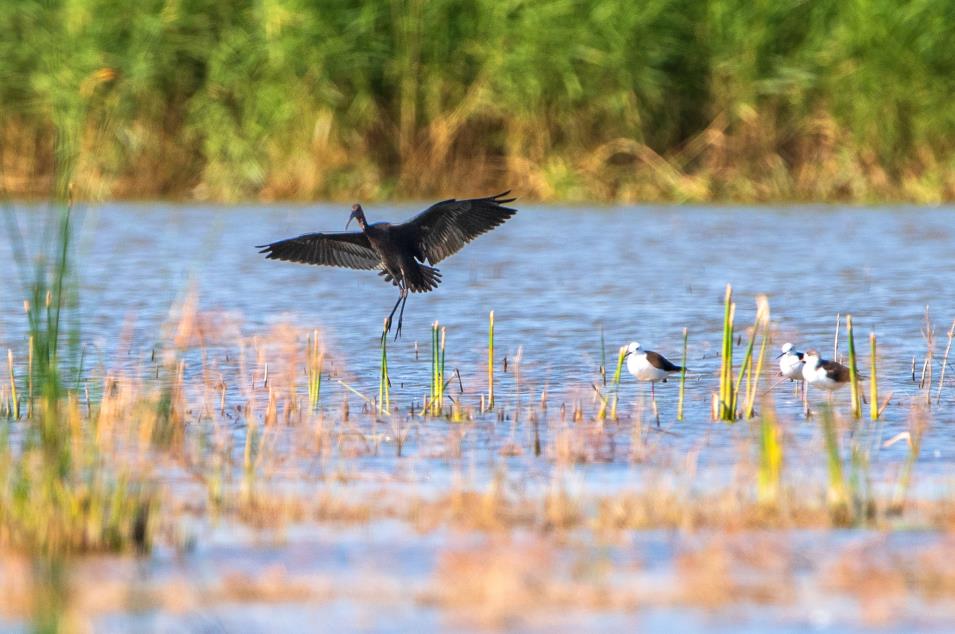 Critically endangered Glossy ibises appear in Xinjiang, NW China