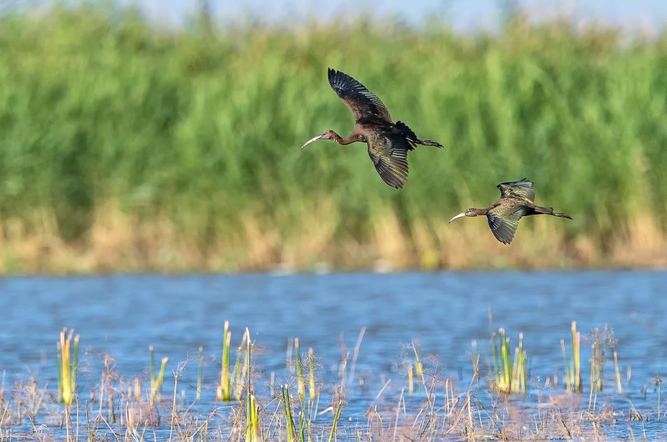 Critically endangered Glossy ibises appear in Xinjiang, NW China