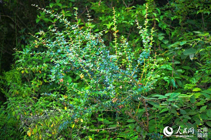 China's endemic plant species lost over 80 years rediscovered in Longling, Yunnan