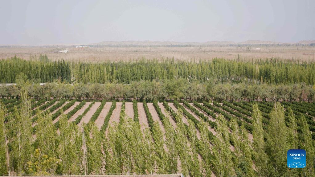 Beijing girl brews prosperous wine enterprise in Xinjiang