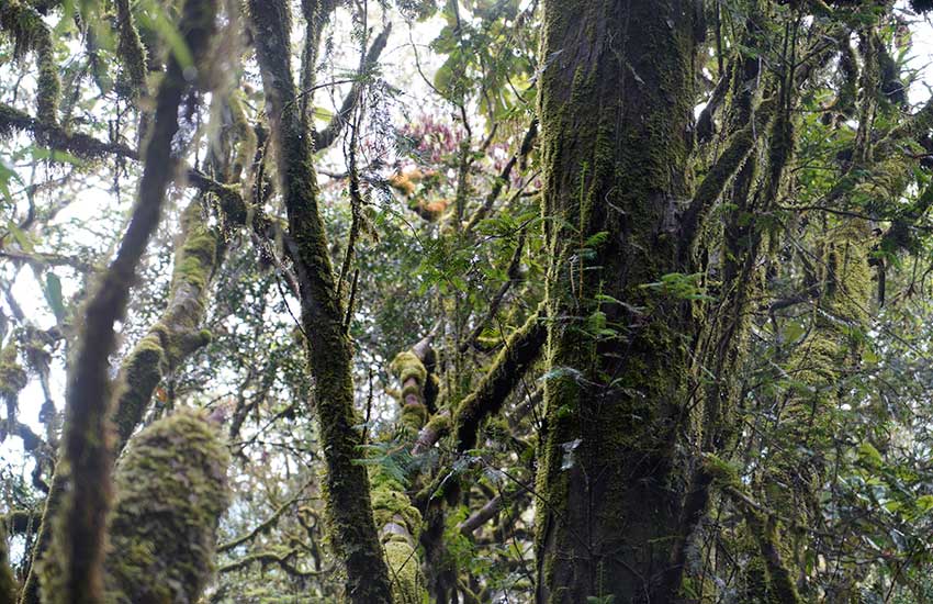 Wild Taxus chinensis over 500 years old spotted in Yunnan, SW China