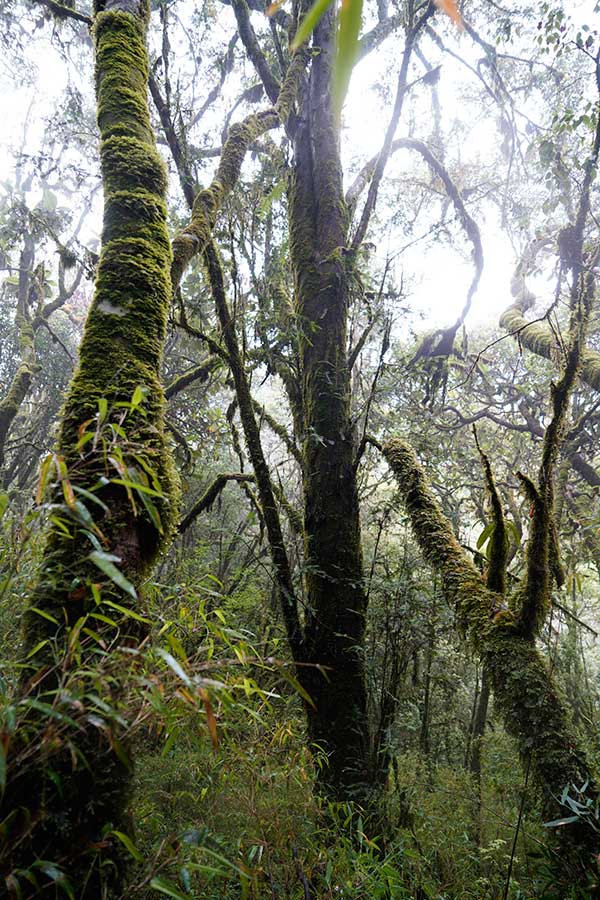 Wild Taxus chinensis over 500 years old spotted in Yunnan, SW China