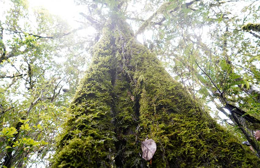 Wild Taxus chinensis over 500 years old spotted in Yunnan, SW China