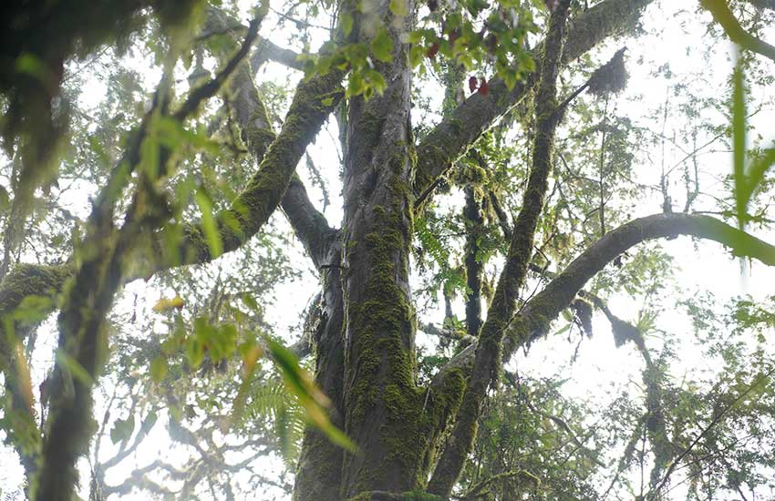 Wild Taxus chinensis over 500 years old spotted in Yunnan, SW China