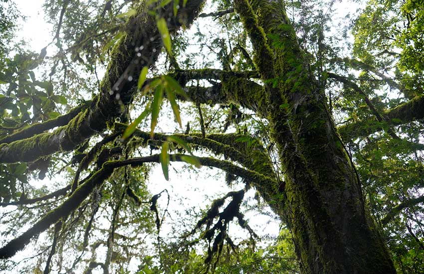 Wild Taxus chinensis over 500 years old spotted in Yunnan, SW China