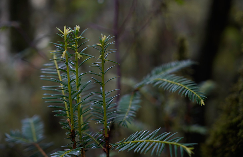 Wild Taxus chinensis over 500 years old spotted in Yunnan, SW China