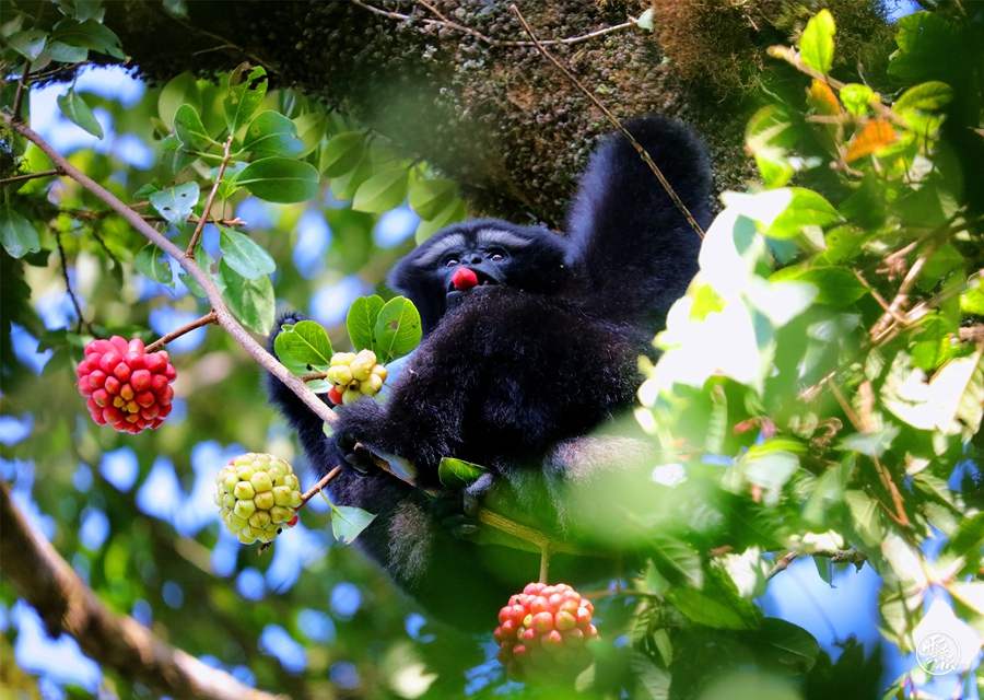 Yunnan makes continuous strides towards the protection of biodiversity