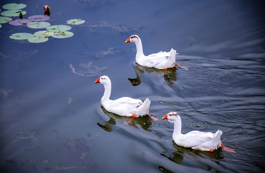 Tianta Lake scenic area in N China’s Tianjin introduces ornamental birds