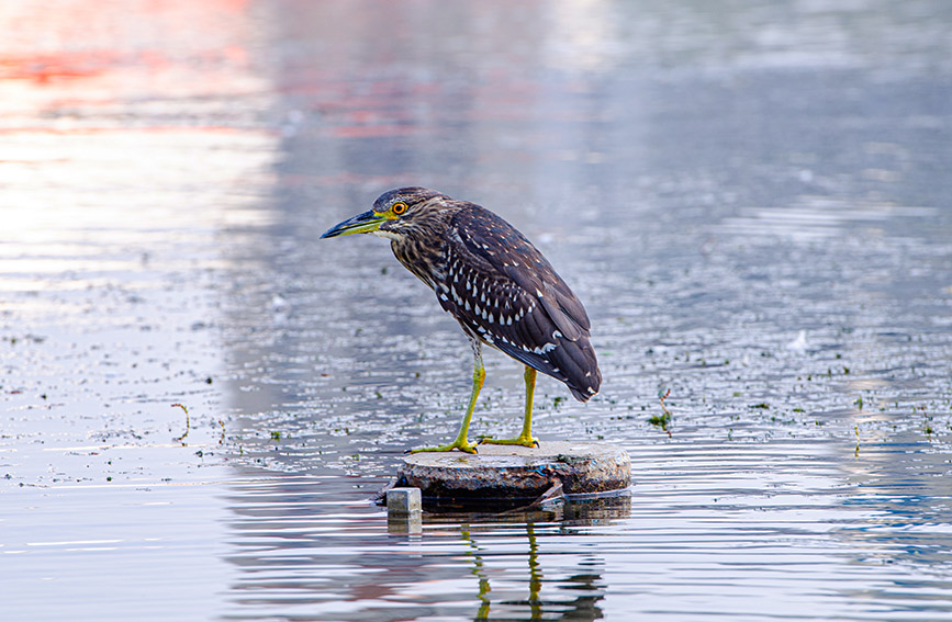 Tianta Lake scenic area in N China’s Tianjin introduces ornamental birds