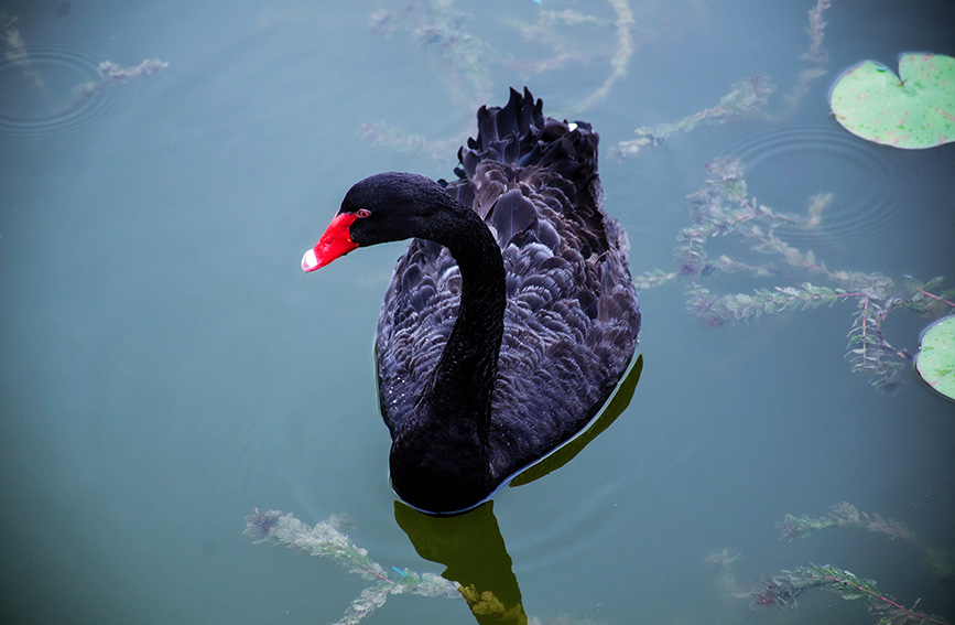 Tianta Lake scenic area in N China’s Tianjin introduces ornamental birds